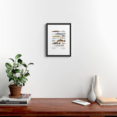 A Few Freshwater Fish Framed Art Print