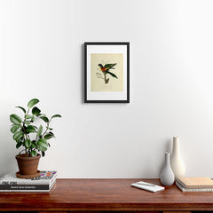 "Blue Bellied Parrot" by Sarah Stone, 1790 Framed Art Print