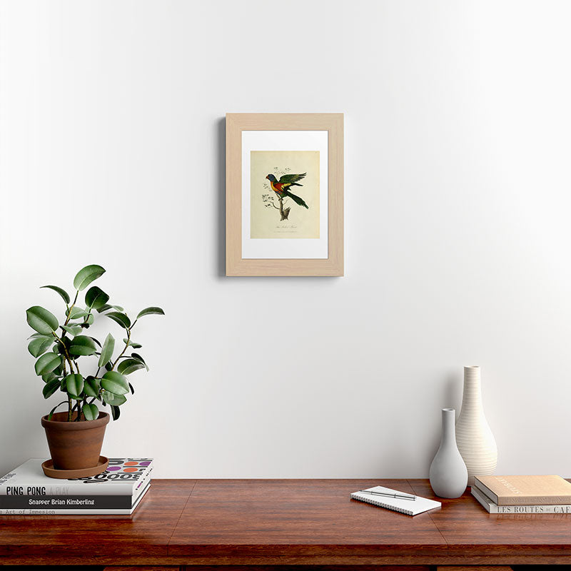 "Blue Bellied Parrot" by Sarah Stone, 1790 Framed Art Print