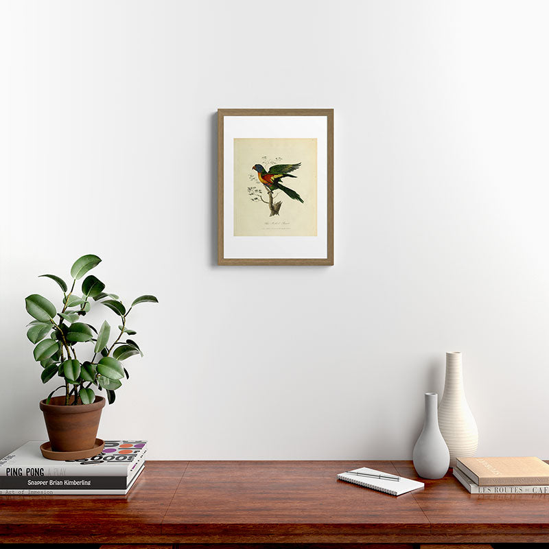 "Blue Bellied Parrot" by Sarah Stone, 1790 Framed Art Print