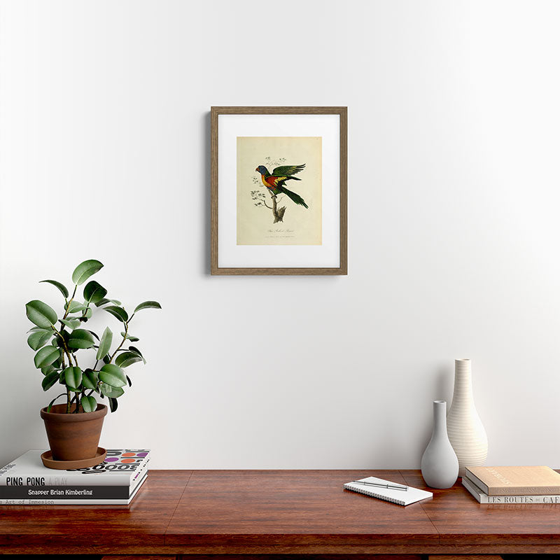 "Blue Bellied Parrot" by Sarah Stone, 1790 Framed Art Print