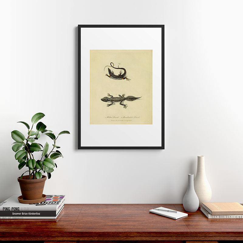 "Ribbon Lizard and Broad-Tailed Lizard" by Sarah Stone, 1790 Framed Art Print