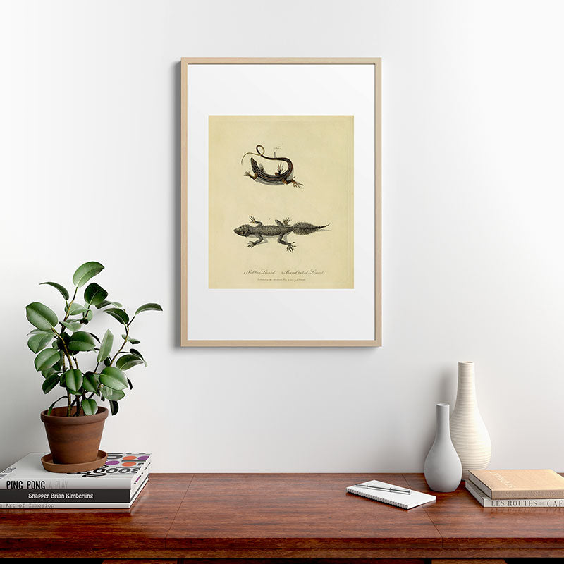 "Ribbon Lizard and Broad-Tailed Lizard" by Sarah Stone, 1790 Framed Art Print