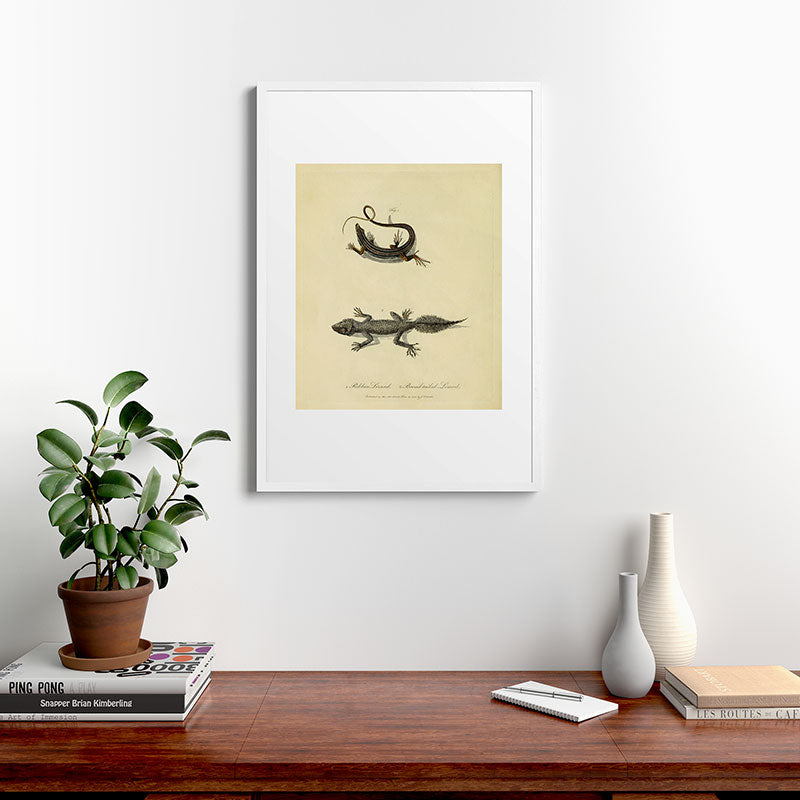 "Ribbon Lizard and Broad-Tailed Lizard" by Sarah Stone, 1790 Framed Art Print