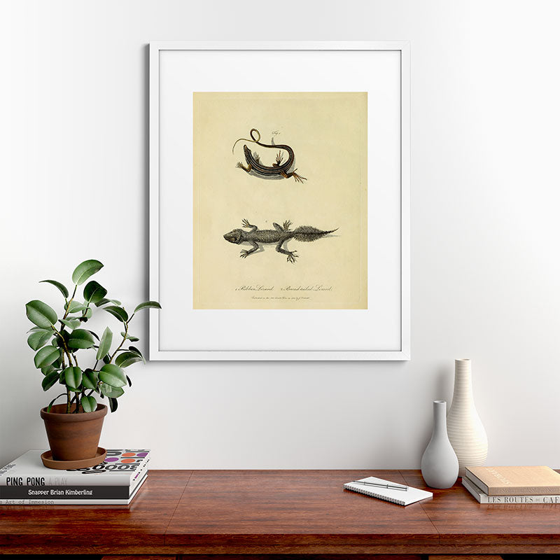 "Ribbon Lizard and Broad-Tailed Lizard" by Sarah Stone, 1790 Framed Art Print