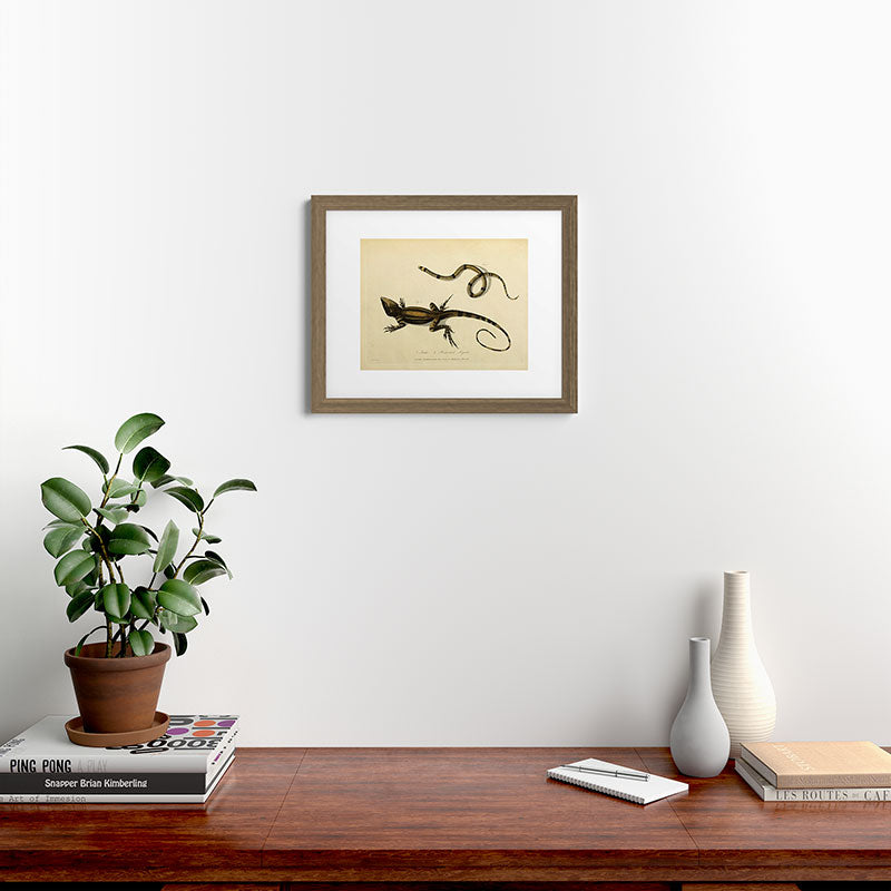 "Snake and Muricated Lizard" by Sarah Stone, 1790 Framed Art Print
