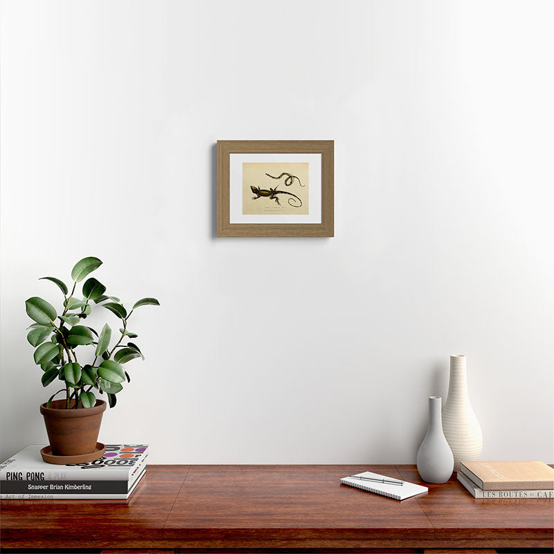 "Snake and Muricated Lizard" by Sarah Stone, 1790 Framed Art Print
