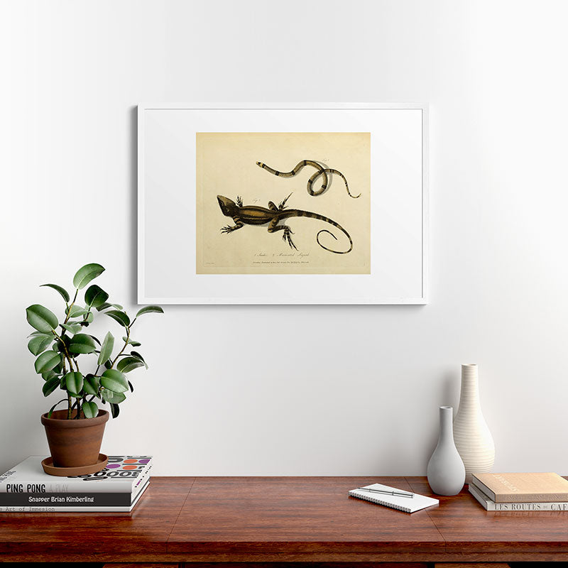 "Snake and Muricated Lizard" by Sarah Stone, 1790 Framed Art Print
