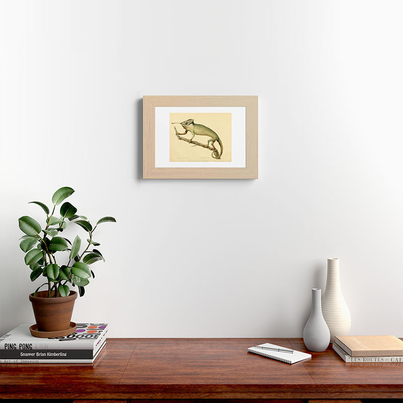 "The Chameleon" from the Leverian Collection, 1790s Framed Art Print