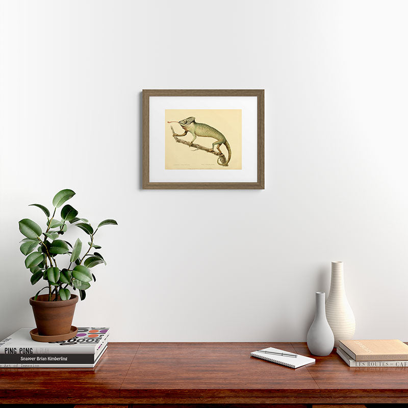 "The Chameleon" from the Leverian Collection, 1790s Framed Art Print