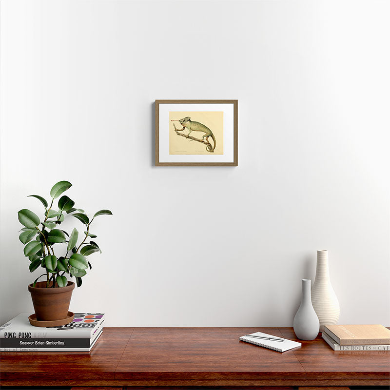 "The Chameleon" from the Leverian Collection, 1790s Framed Art Print