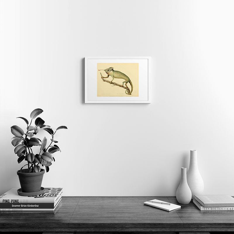 "The Chameleon" from the Leverian Collection, 1790s Framed Art Print
