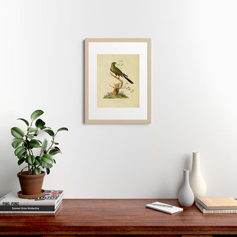 "The Fabian Parrot, female" by Sarah Stone, 1790 Framed Art Print