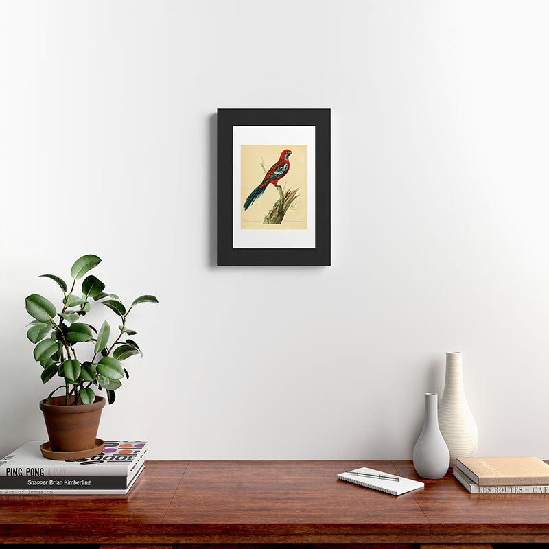 "The Splendid Parrot" by Sarah Stone, 1790s Framed Art Print