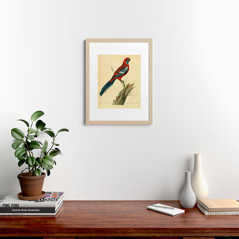 "The Splendid Parrot" by Sarah Stone, 1790s Framed Art Print