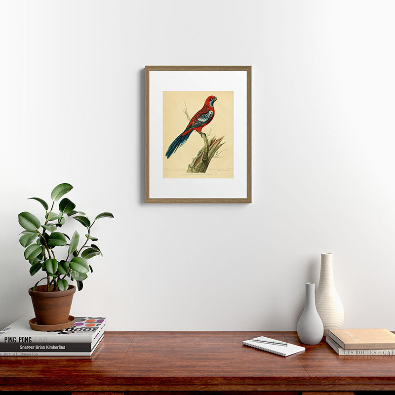"The Splendid Parrot" by Sarah Stone, 1790s Framed Art Print
