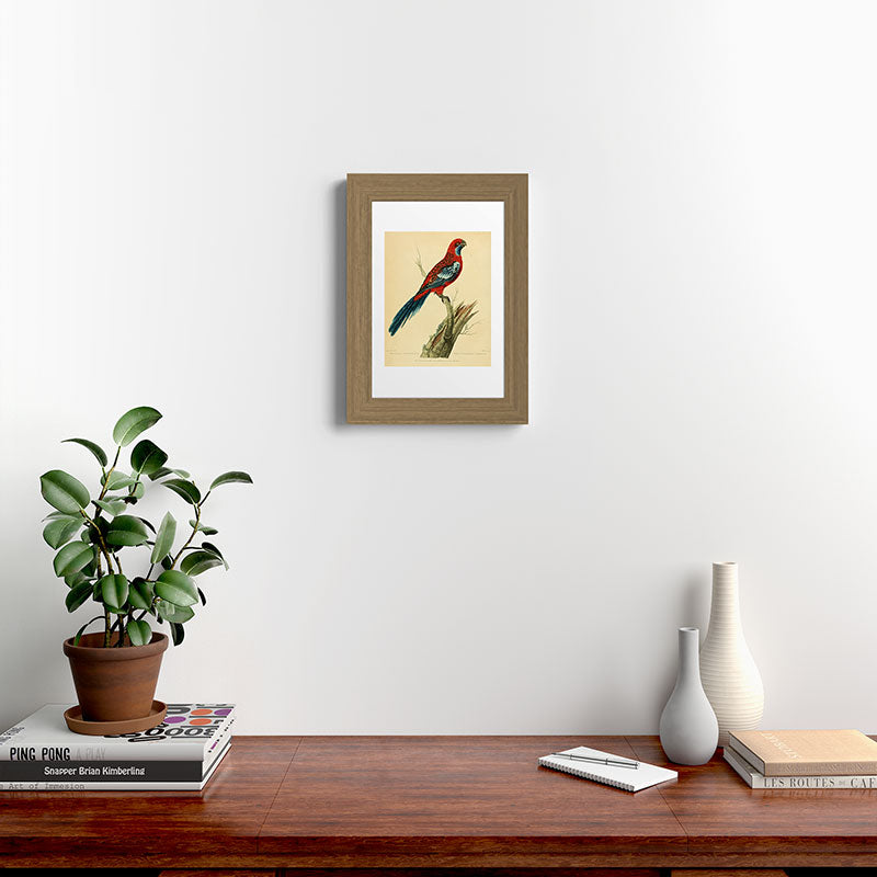 "The Splendid Parrot" by Sarah Stone, 1790s Framed Art Print