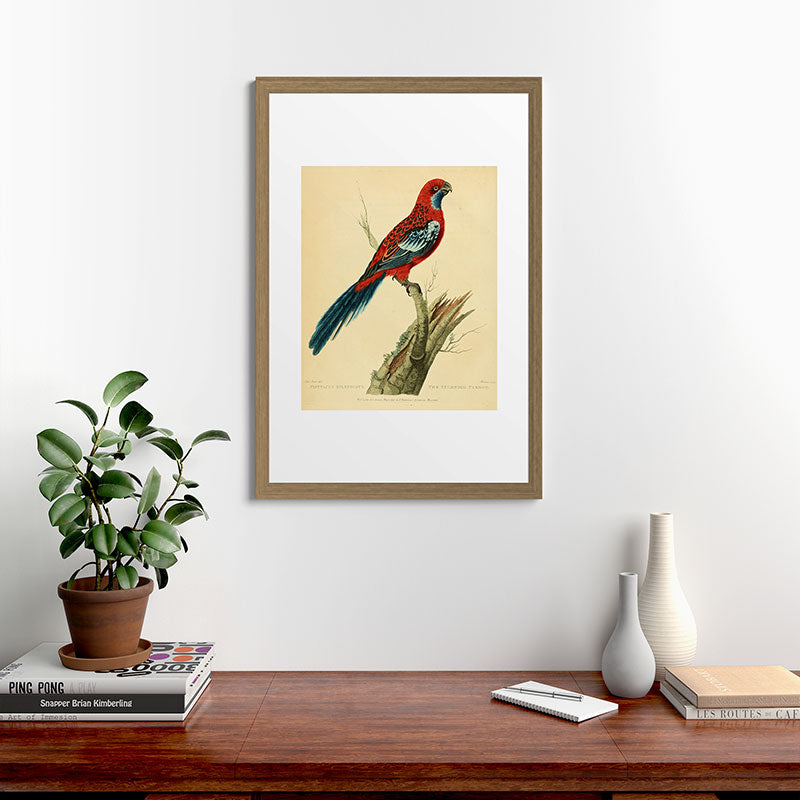 "The Splendid Parrot" by Sarah Stone, 1790s Framed Art Print