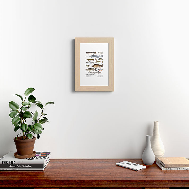 A Few Freshwater Fish Framed Art Print