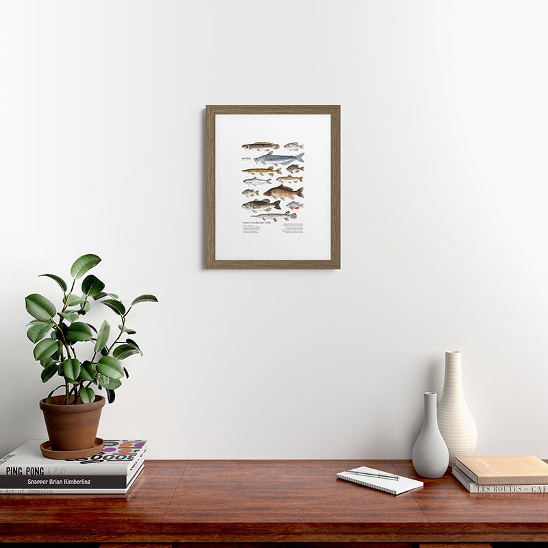 A Few Freshwater Fish Framed Art Print